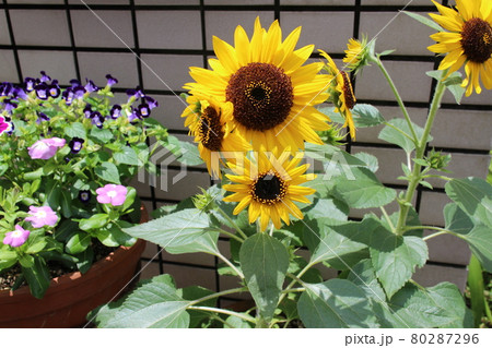 ヒマワリの寄せ植えの写真素材