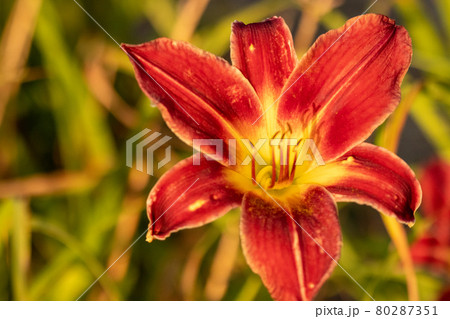 Close up of full blooming day lilies pinkish orange Close up of full blooming day lilies pinkish orange 80287351