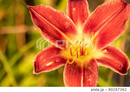 Close up of full blooming day lilies pinkish orange Close up of full blooming day lilies pinkish orange 80287362