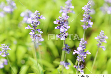 サルビア ファリナセアの花の写真素材