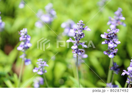 サルビア　ファリナセアの花 80287492
