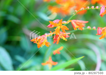 クロコスミアの花の写真素材