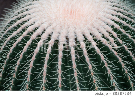 Close up of the spines of various cacti in a botanical garden. 80287534