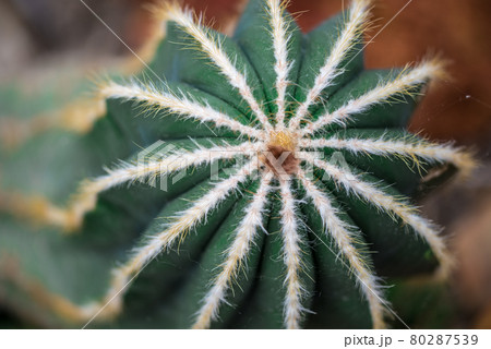 Close up of the spines of various cacti in a botanical garden. 80287539
