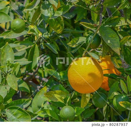 Ready to pick Oranges in Santa Clara River Valley, Fillmore, Ventura County, California Ready to pick Oranges in Santa Clara River Valley, Fillmore, Ventura County, California 80287937