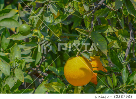Ready to pick Oranges in Santa Clara River Valley, Fillmore, Ventura County, California 80287938