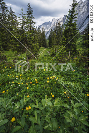 Forest scene with yellow wild flowers, fir trees and Alps mountains in background, Gosau region, Austria 80288010