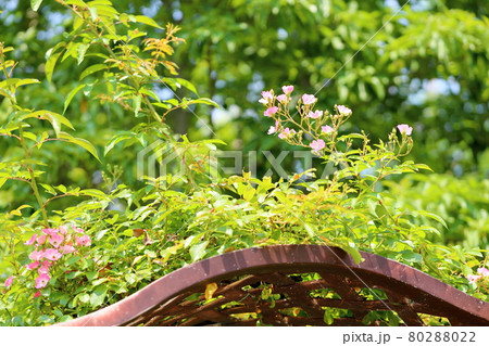 バラの花　バレリーナ 80288022