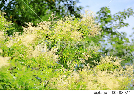 シマトネリコの花の写真素材 8024