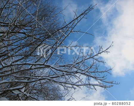 青空と雪の積もった枝 青空と雪の積もった枝 80288052