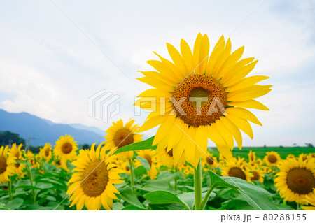 ひまわり畑 香川県まんのう町の写真素材 ひまわり畑 香川県まんのう町の写真素材