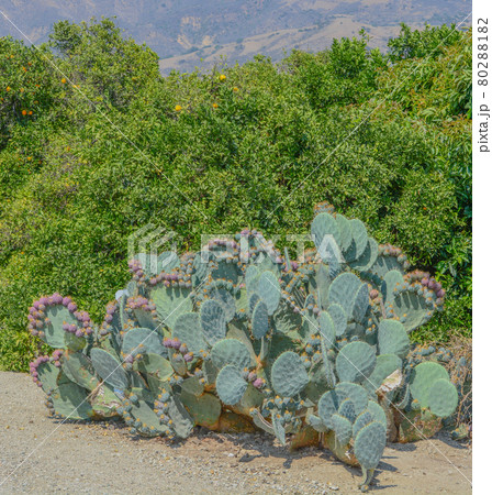 Prickly Pear Cactus with fruit in Santa Clara River Valley, Ventura County, Fillmore, California Prickly Pear Cactus with fruit in Santa Clara River Valley, Ventura County, Fillmore, California 80288182