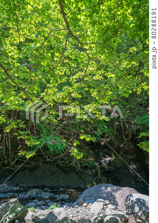 中木川　中木ダム、妙義湖上流付近　初夏の周辺景色　　　　　　 80288191