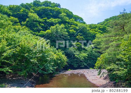 中木川　中木ダム、妙義湖上流付近　初夏の周辺景色　　　　　　 80288199