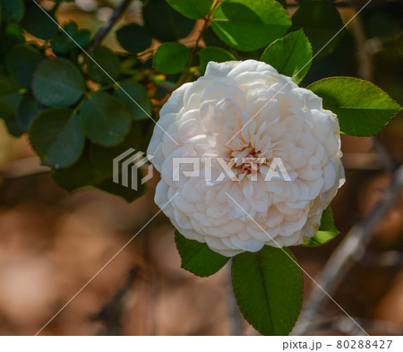 Beautiful White Shrub Rose in the Santa Clara River Valley, Fillmore, California Beautiful White Shrub Rose in the Santa Clara River Valley, Fillmore, California 80288427