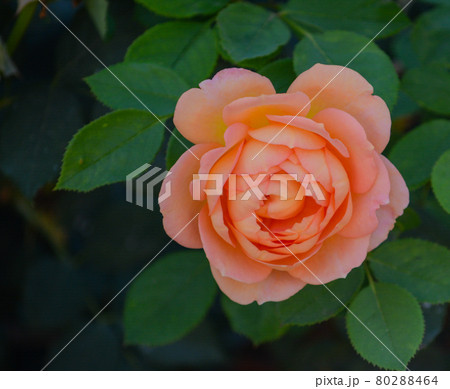 Beautiful Peach Rose in the Santa Clara River Valley, Fillmore, California Beautiful Peach Rose in the Santa Clara River Valley, Fillmore, California 80288464