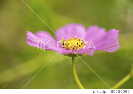コスモス 80289096