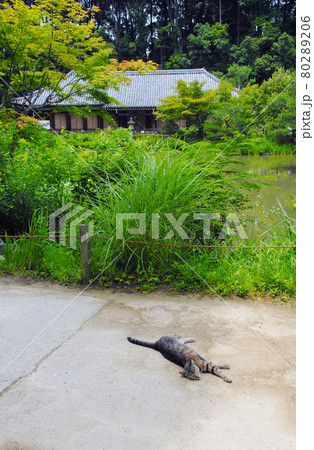 浄瑠璃寺 本堂と猫 京都府木津川市 浄瑠璃寺 本堂と猫 京都府木津川市 80289206
