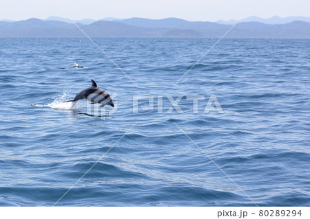 陸奥湾のイルカウオッチング 80289294