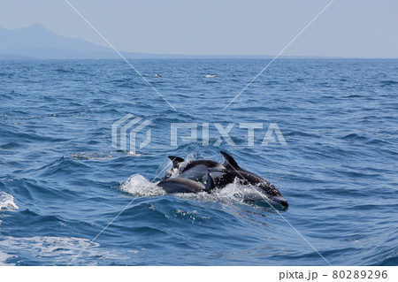 陸奥湾を群れで泳ぐイルカ 陸奥湾を群れで泳ぐイルカ 80289296