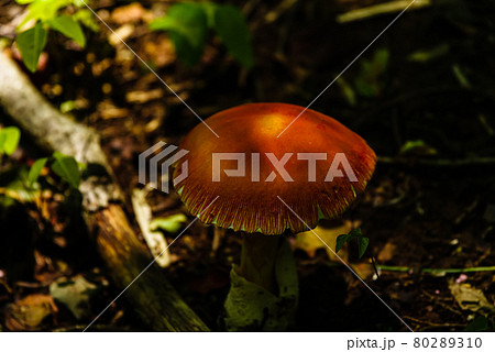 自生する赤いキノコ 傘が開くタマゴタケ b-3 高コントラスト 自生する赤いキノコ 傘が開くタマゴタケ b-3 高コントラスト 80289310