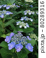 紫陽花 80289316