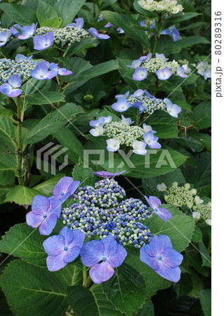 紫陽花 紫陽花 80289316