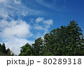 空と木々 80289318