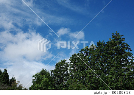 空と木々 80289318
