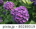 紫陽花 80289319