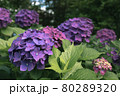 紫陽花 80289320