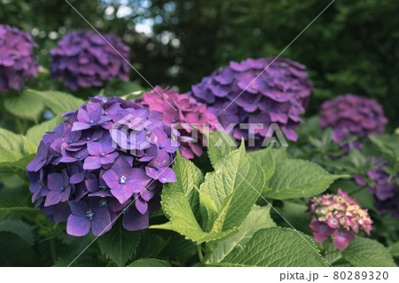 紫陽花 80289320