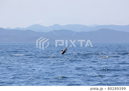 陸奥湾でジャンプするカマイルカ 陸奥湾でジャンプするカマイルカ 80289399