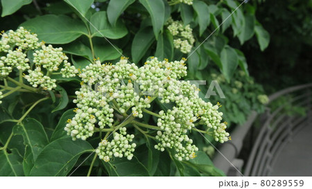 南山公園 緑の木々 80289559