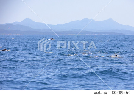 陸奥湾のイルカウォッチングで観たイルカの群れ 陸奥湾のイルカウォッチングで観たイルカの群れ 80289560