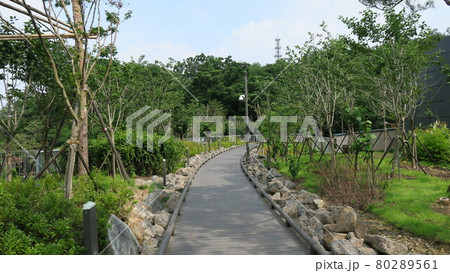 南山公園 緑の木々 80289561