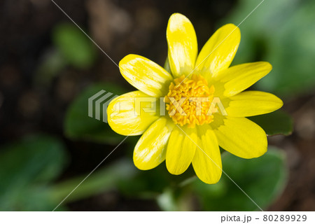 ヒメリュウキンカの花のアップ ヒメリュウキンカの花のアップ 80289929