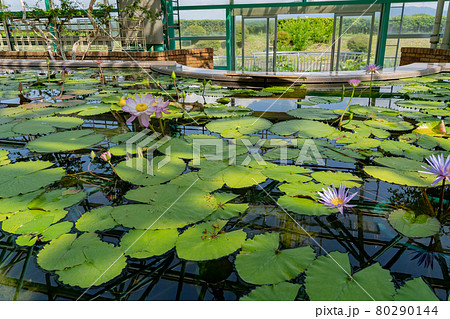 滋賀県草津市 水生植物公園みずの森の温室ロータス館の池に浮かぶハスとスイレンの花の写真素材