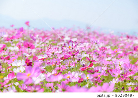 さわやか自然風景(秋) コスモスの花 秋晴れ空と美しいコスモス畑景色 日本2020年秋撮影 さわやか自然風景(秋) コスモスの花 秋晴れ空と美しいコスモス畑景色 日本2020年秋撮影 80290497
