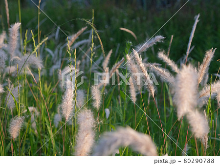 野の草チガヤの綿毛は癒しです 80290788
