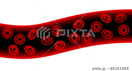 erythrocytes in blood vessel 80291069