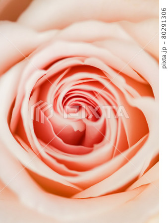 Rose flower in a garden, floral beauty and botanical background for wedding invitation and greeting card, nature and environment concept 80291306