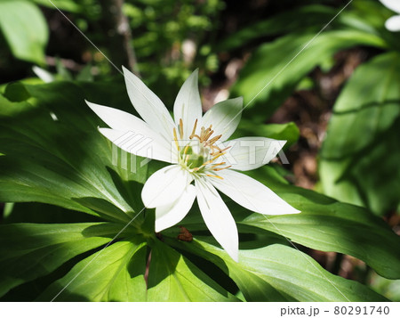 キヌガサソウの花 キヌガサソウの花 80291740
