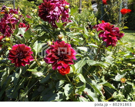 三陽メデアフラワーミュージアム裏庭の赤色のダリアの花 80291863