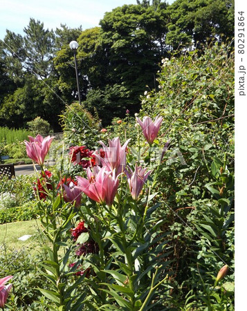 スカシユリの仲間の桃色の花 80291864