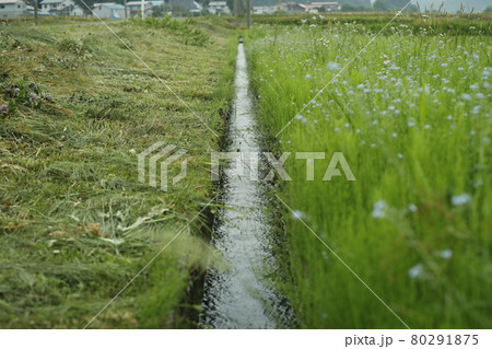 早朝の田んぼのあぜ道　水田　雑草　小さな花　緑　水　 80291875