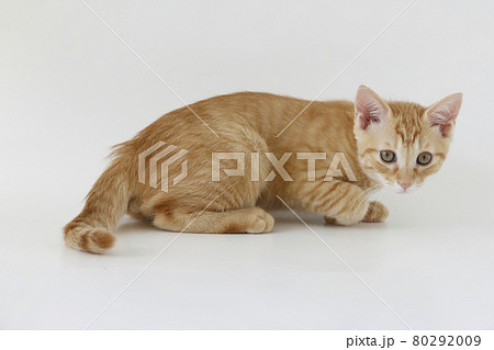 ねこちゃん親子の日常風景 80292009