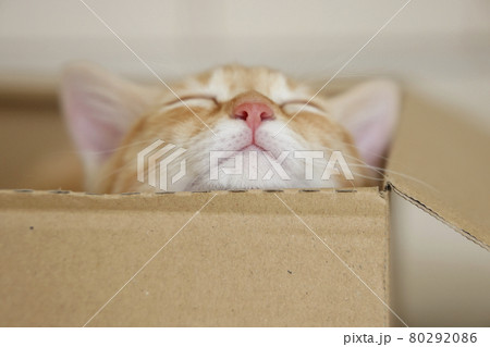 ねこちゃん親子の日常風景 ねこちゃん親子の日常風景 80292086