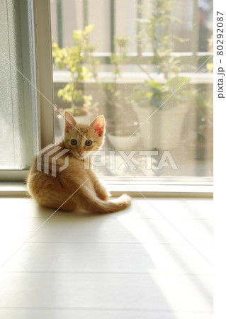 ねこちゃん親子の日常風景 ねこちゃん親子の日常風景 80292087