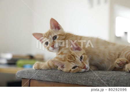 ねこちゃん親子の日常風景 80292096